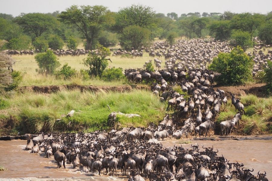 About Masai Mara