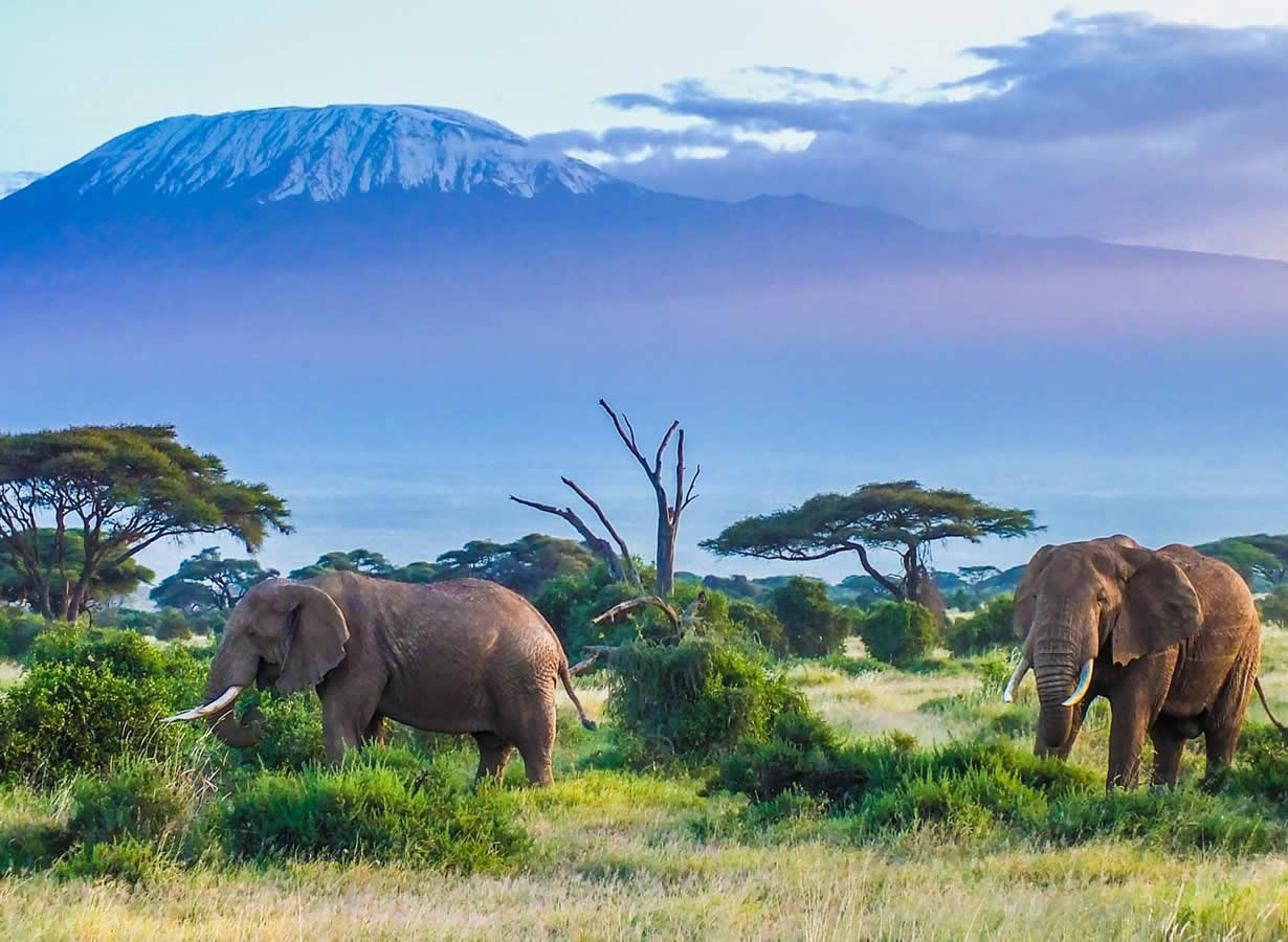 9 Days Kenya Safari